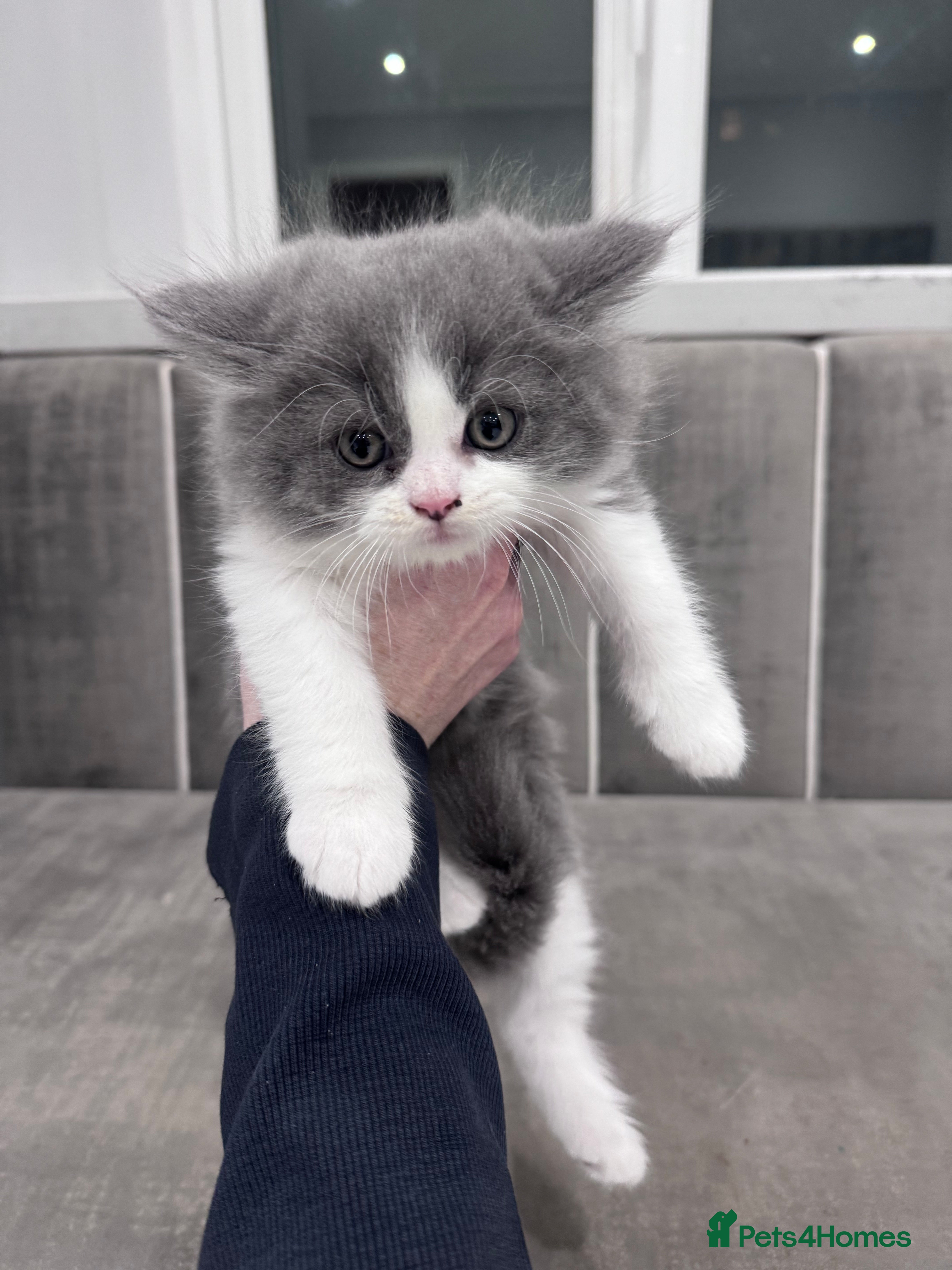 British Longhair cats Last 2 remaining ✨British longhair kittens  - Advert 7