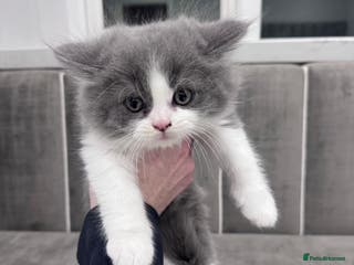 British Longhair cats Last 2 remaining ✨British longhair kittens - Advert 7