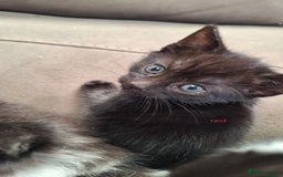 Mixed Breed cats for sale: STUNNING KITTENS  - Image 19