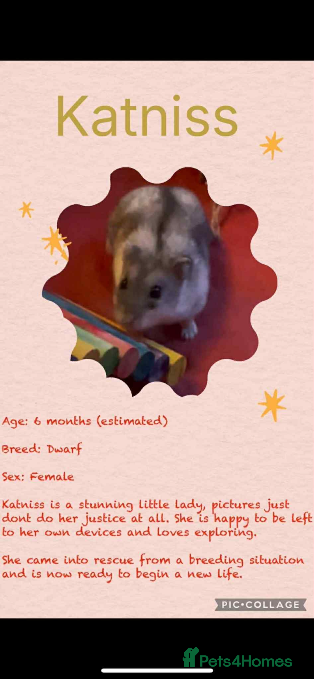 Hamster rodents for sale: Hamsters  - Image 23
