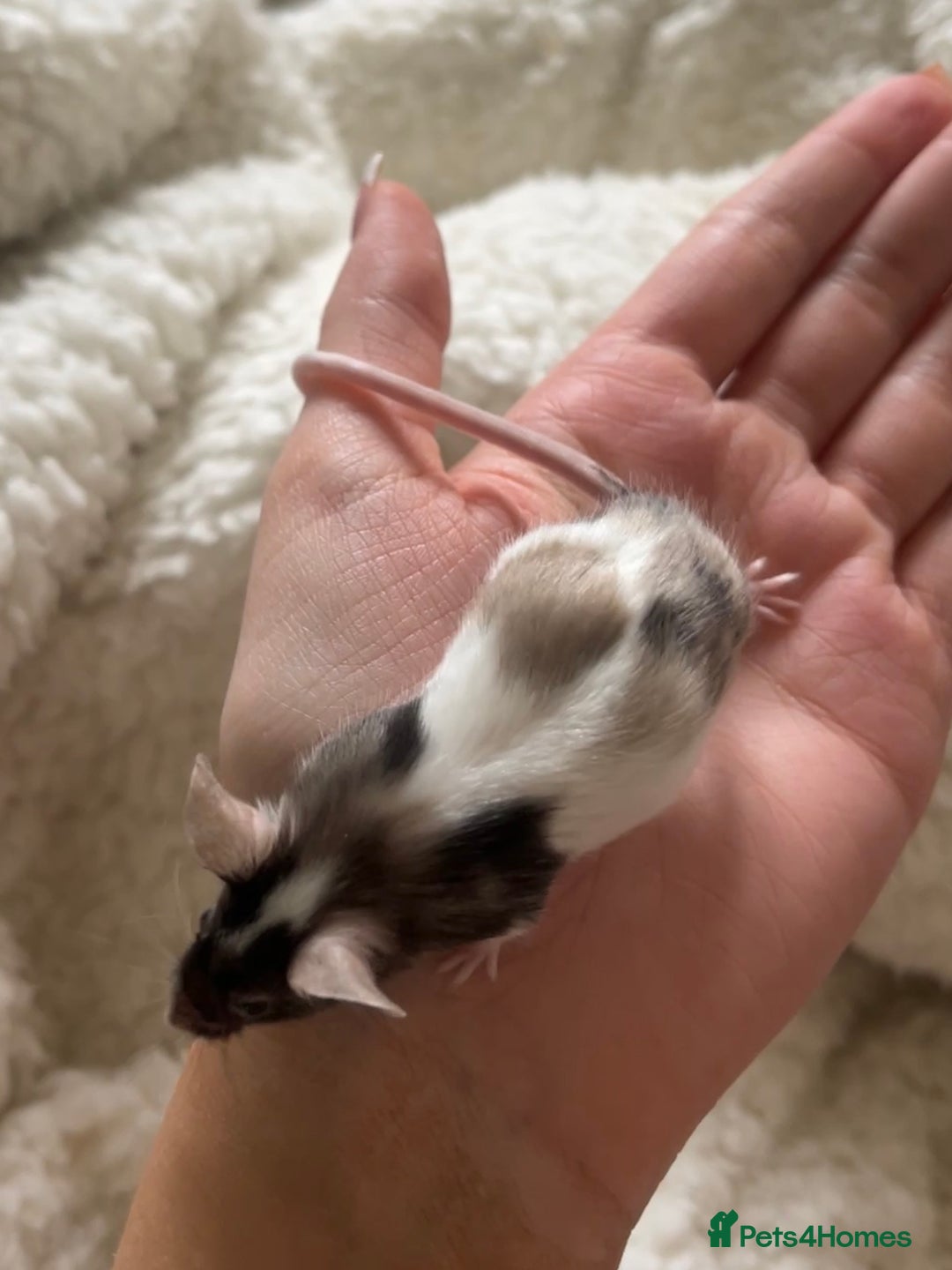 Mouse rodents for sale: 🐭 Male Mouse for Rehoming - Advert 3