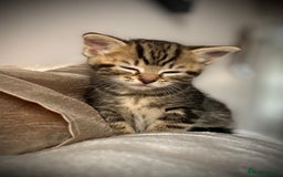 Mixed Breed cats for sale: 4 beautiful kittens ready now  - Image 1