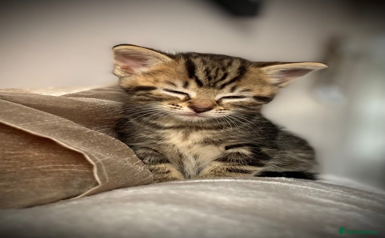 Mixed Breed cats - Advert 3