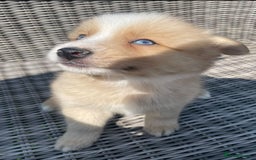 Pomsky dogs for sale: Ready - Blue eyed pomsky’s  - Image 12