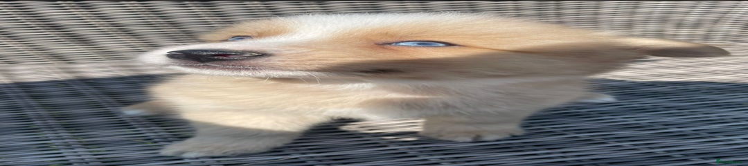 Pomsky Puppy 6