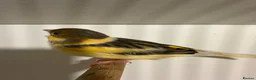 Canaries birds for sale: Canary in Durham  in Durham - Advert 2