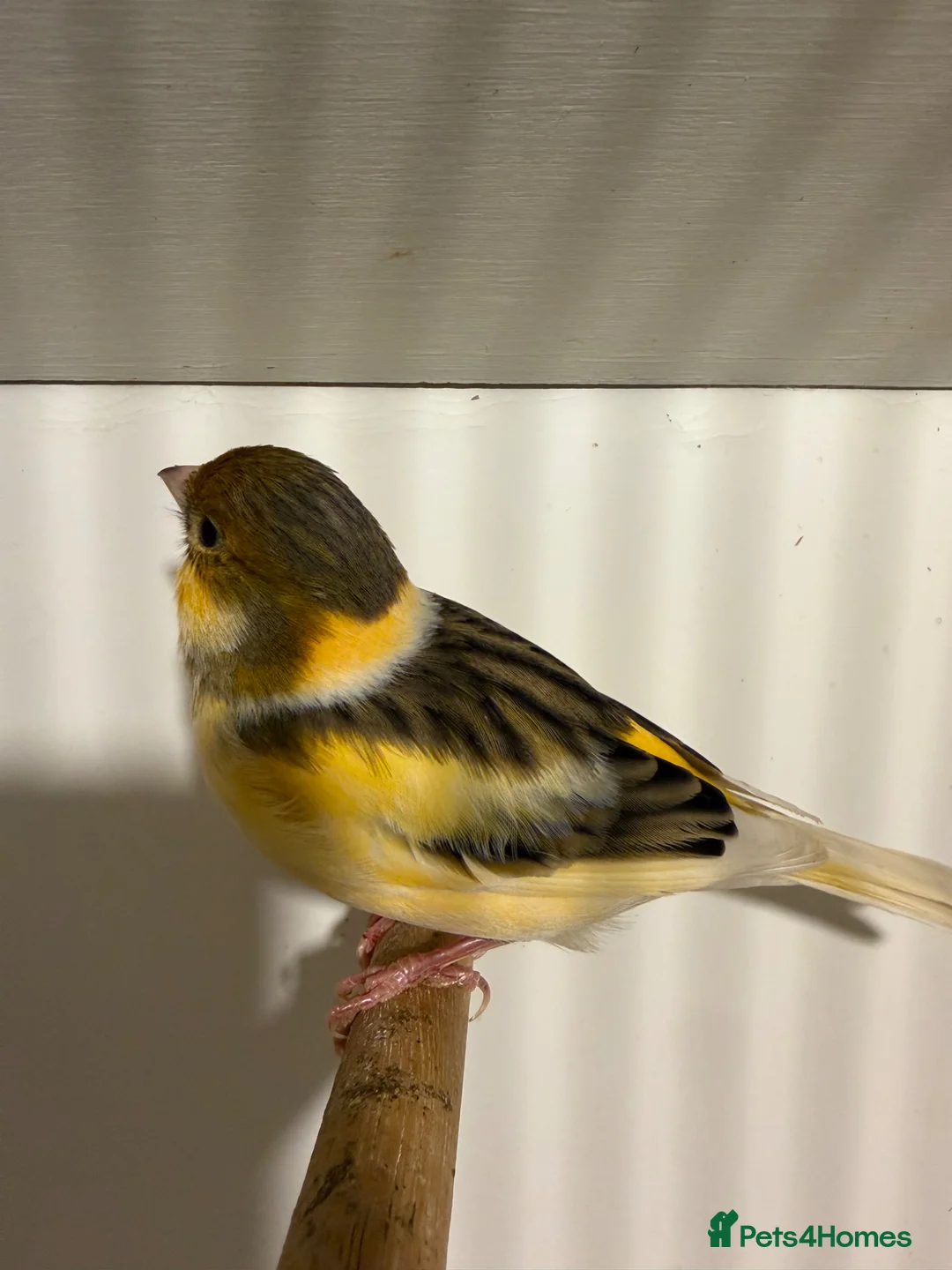 Canaries birds for sale: Canary in Durham  in Durham - Advert 2