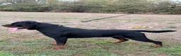 Rottweiler dogs for stud: Stunning 2-Year-Old Rottweiler Stud  - Advert 10