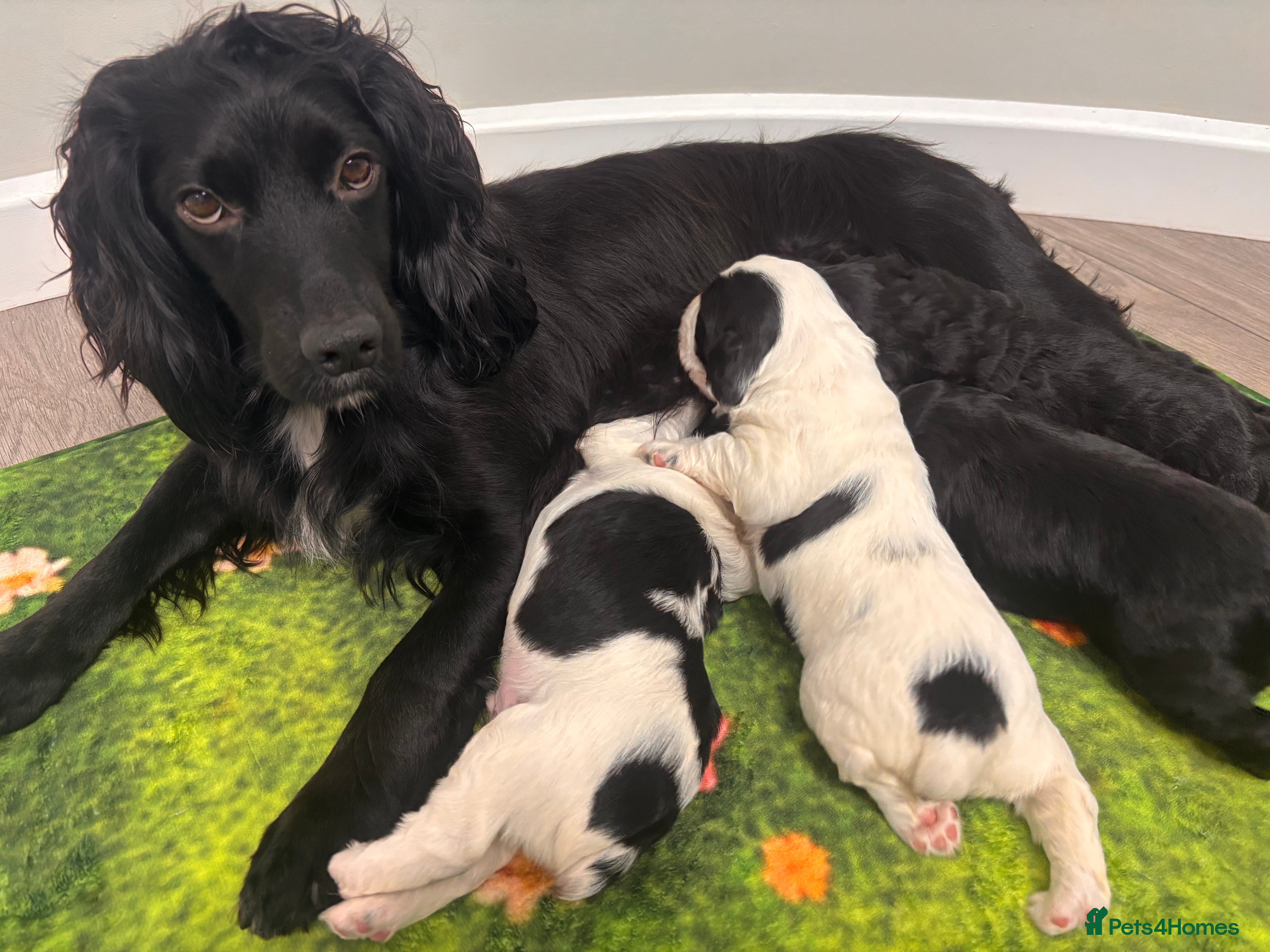 Mixed Breed dogs Stunning litter of working cocker/ sprocker pups - Advert 1