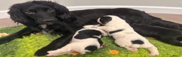 Mixed Breed dogs for sale: Stunning litter of working cocker/ sprocker pups - Advert 1
