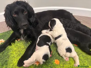 Mixed Breed dogs Stunning litter of working cocker/ sprocker pups - Advert 10