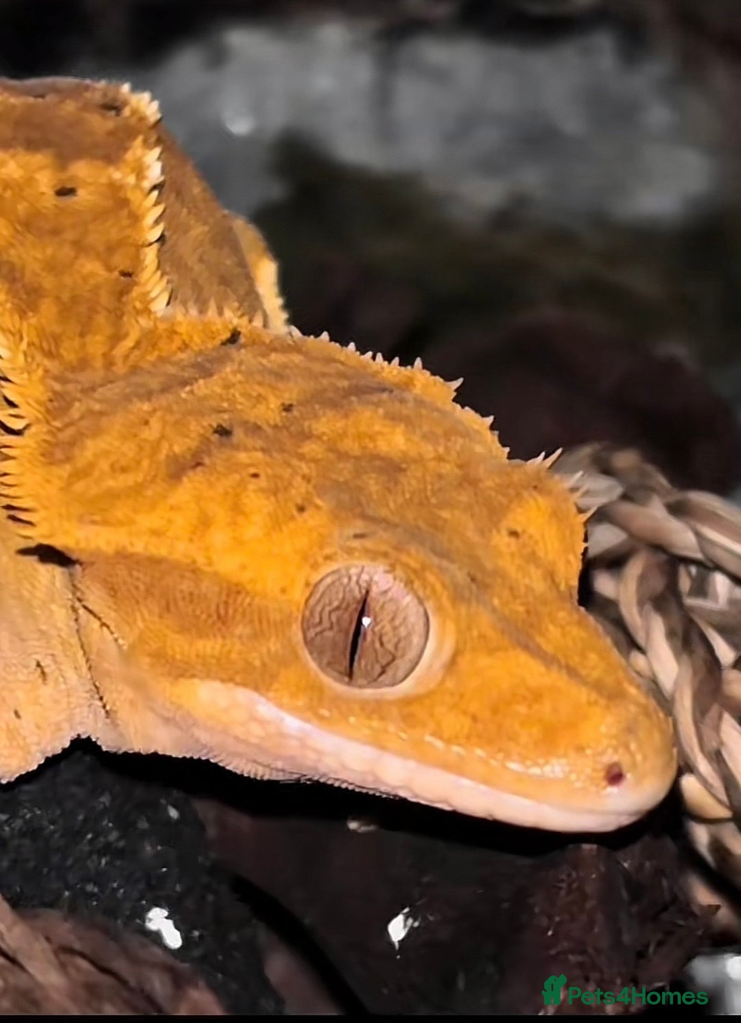 Gecko reptiles for sale: Proven breeding group of crested geckos  - Advert 3