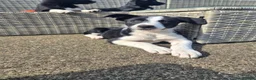 Border Collie dogs for sale: 2 female pups for sale. Ready now in Stranraer - Advert 6