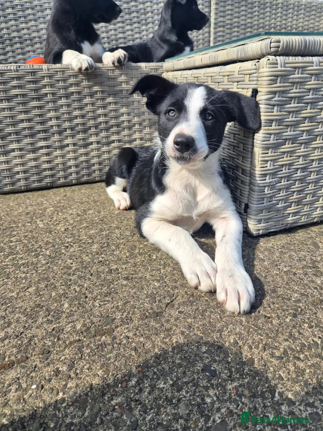 Border Collie dogs for sale: 2 female pups for sale. Ready now in Stranraer - Advert 6