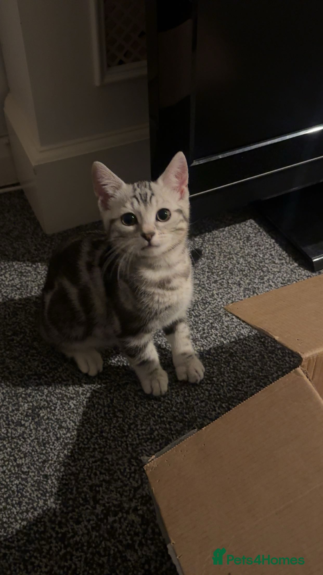 Bengal cats Male Bengal kitten for sale  - Advert 9