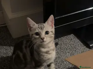 Bengal cats Male Bengal kitten for sale - Advert 9