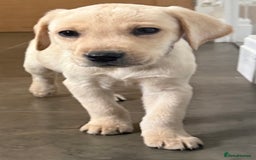 Labrador Retriever dogs for sale: Golden Labrador puppy’s  - Image 7