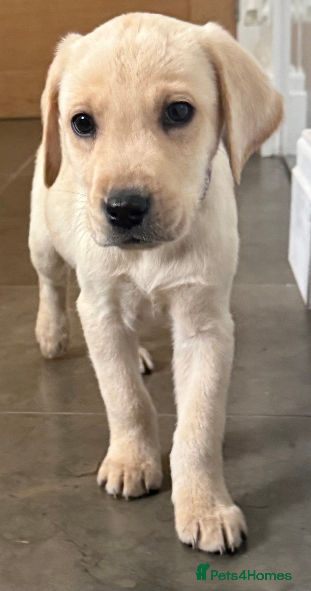 Labrador Retriever dogs for sale: Golden Labrador puppy’s  - Image 7