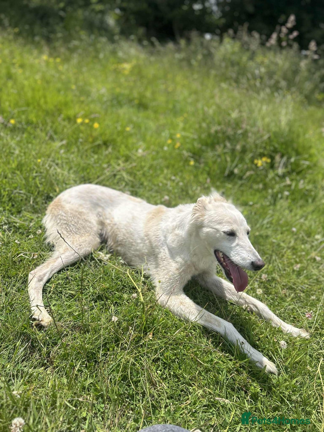 Mixed Breed dogs for sale: Suluki whippet  - Image 2