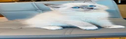 Ragdoll cats for sale: Pure Ragdoll kittens Registered and DNA tested  - Advert 31