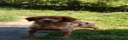 Brittany Spaniel dogs for adoption: Uriel in Alfreton - Advert 7