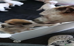 Mixed Breed dogs for sale: Beautiful puppies  - Image 13