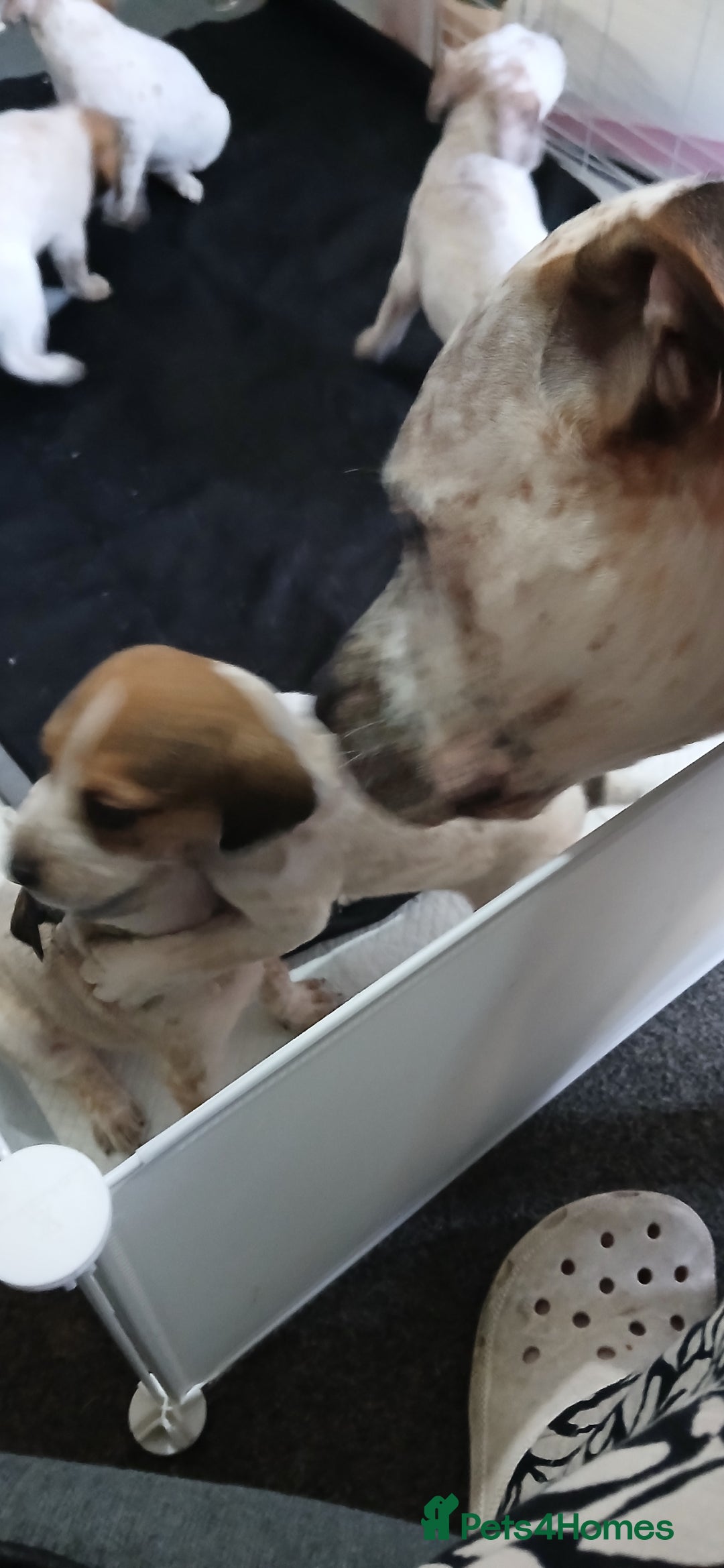 Mixed Breed dogs for sale: Beautiful puppies  - Image 13
