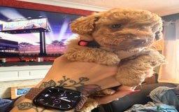 Labradoodle dogs for sale: Miniature labradoodle  - Image 8