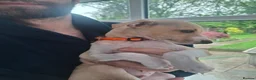 Italian Greyhound dogs for sale: 2 Beautiful boys KC Registered  - Advert 6