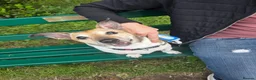 Jack Russell dogs for sale: Scooby - Advert 4