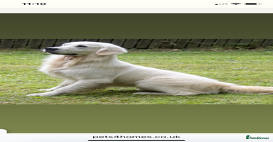 Golden Retriever dogs - Advert 14