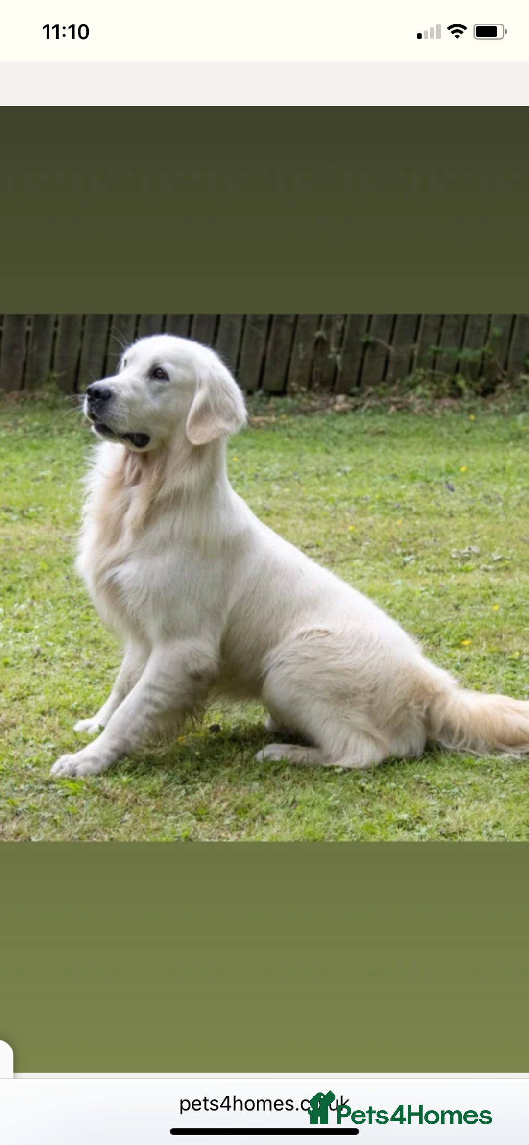 Golden Retriever dogs for sale: Beautiful litter of golden retriever puppies  - Image 5