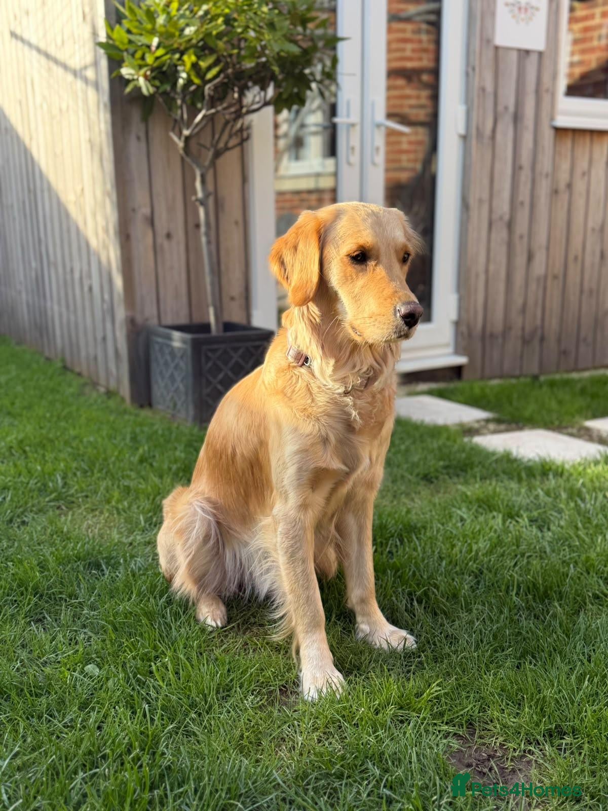 Golden Retriever dogs Beautiful KC Registered Golden Retriever Puppies. - Advert 20