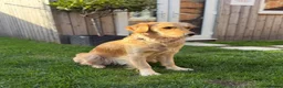 Golden Retriever dogs for sale: Beautiful KC Registered Golden Retriever Puppies. in Fordingbridge - Advert 1