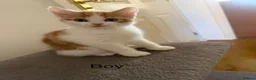 Mixed Breed cats for sale: 😻Looking for forever home😻 - Advert 4