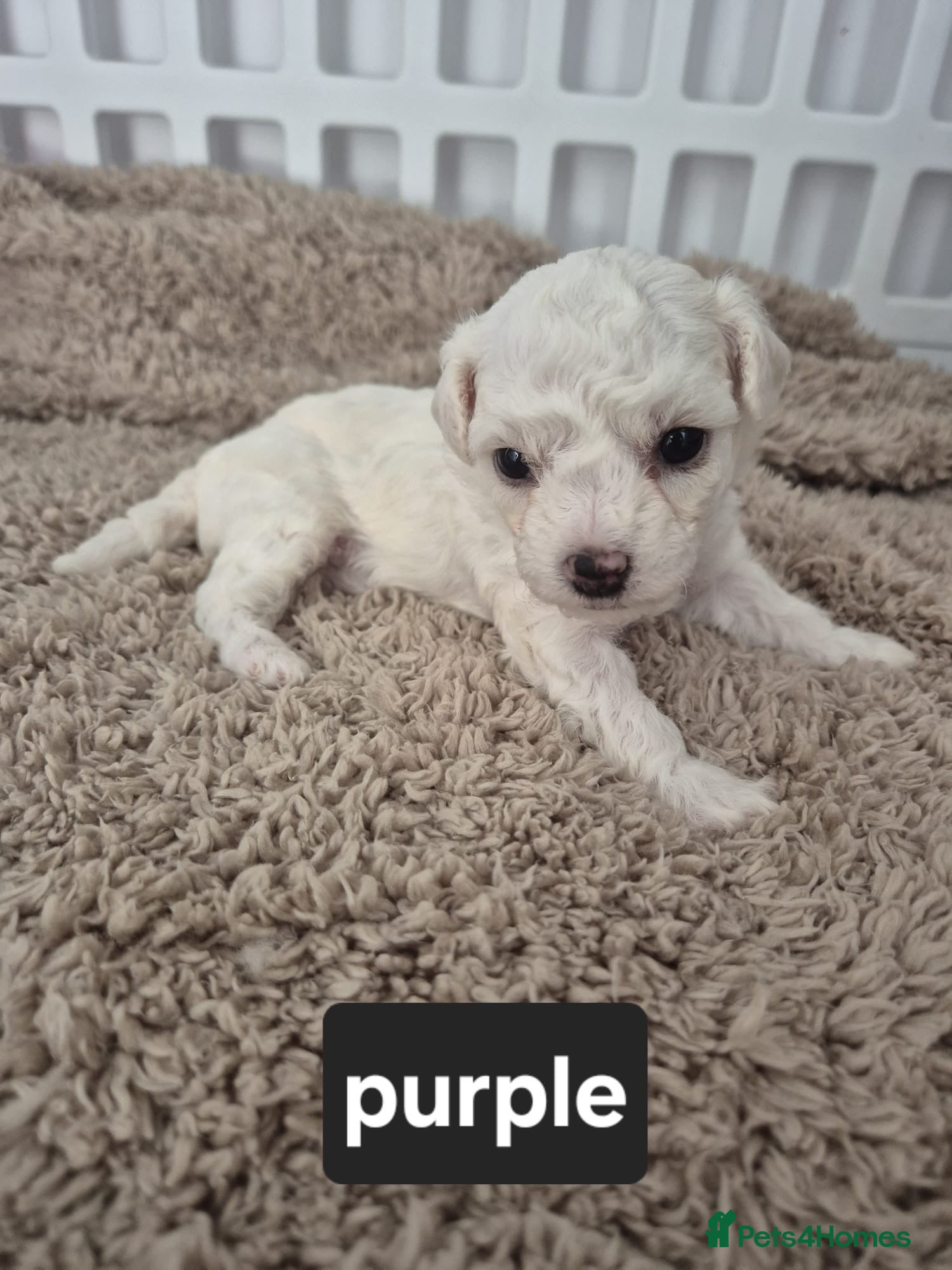 Bichon Frise dogs Full Breed Bichon Frise 2Male & 4Female - Advert 2
