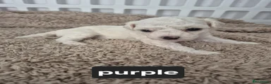 Bichon Frise Purple 