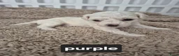 Bichon Frise dogs for sale: Full Breed Bichon Frise 2Male & 4Female in Runcorn - Advert 2