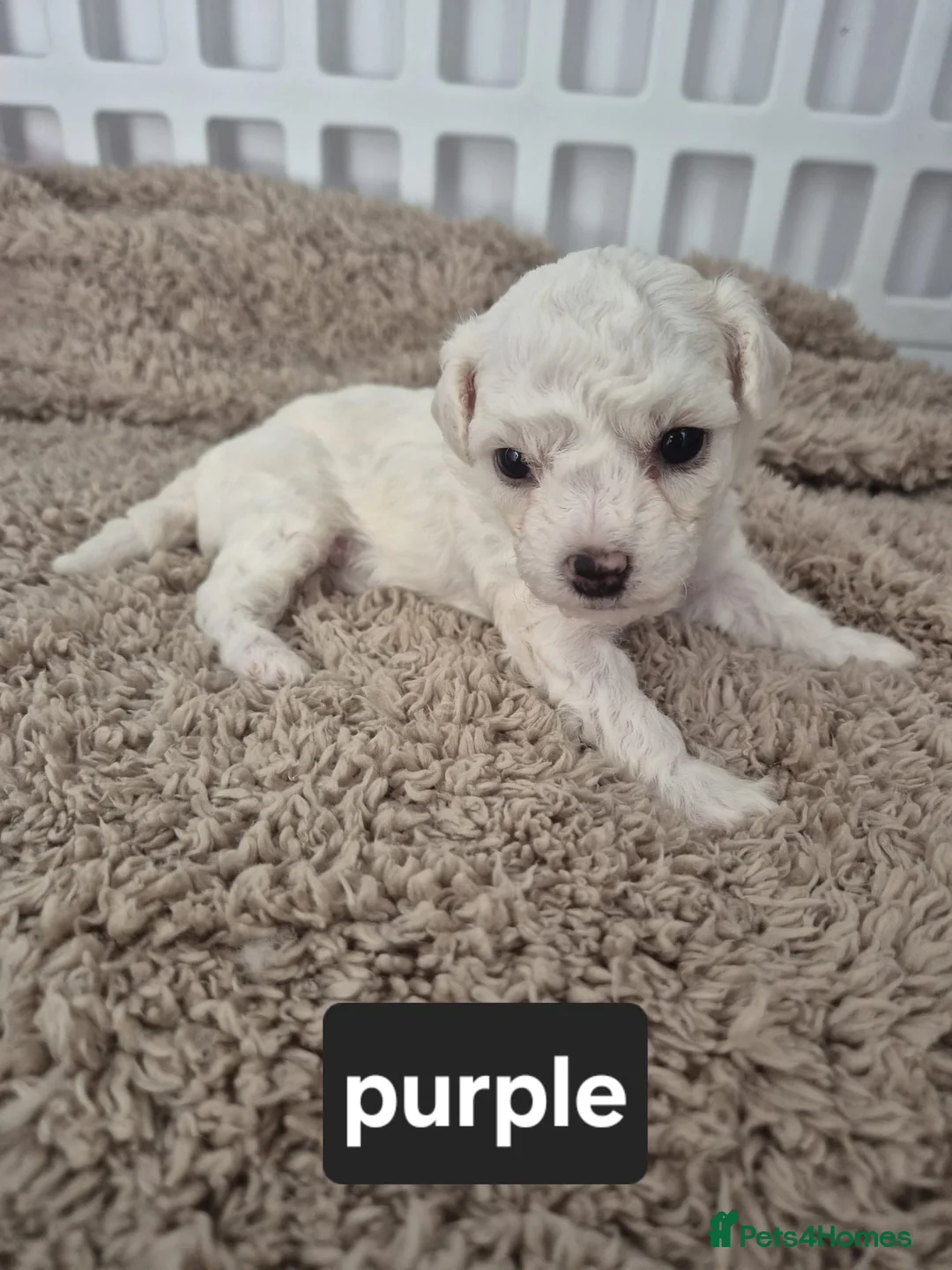 Bichon Frise dogs for sale: Full Breed Bichon Frise 2Male & 4Female in Runcorn - Advert 2