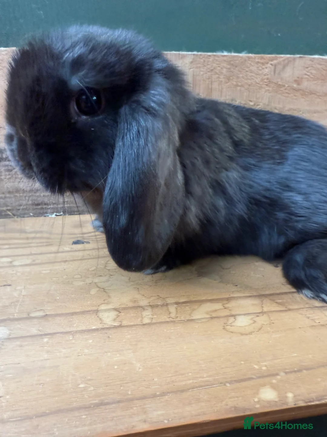 Mini Lop rabbits for sale: BEAUTIFUL MINI LOP BUNNIES - PEDIGREE  - Advert 25