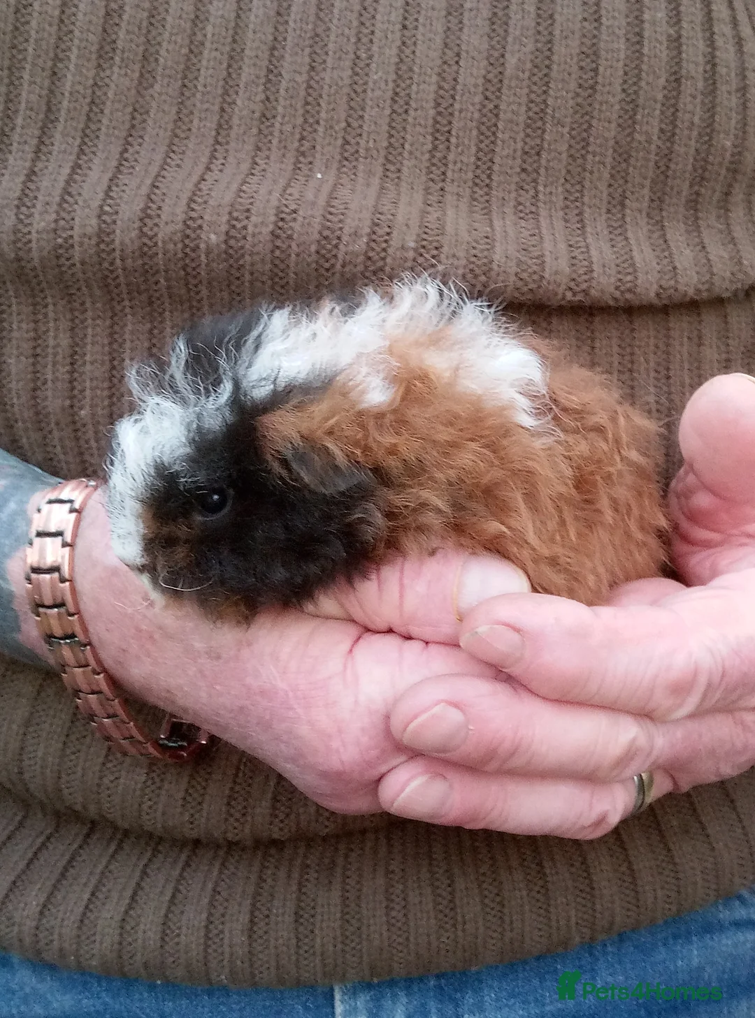 Guinea Pig rodents for sale: Long coated baby Sheltie and Texel girls - Advert 5