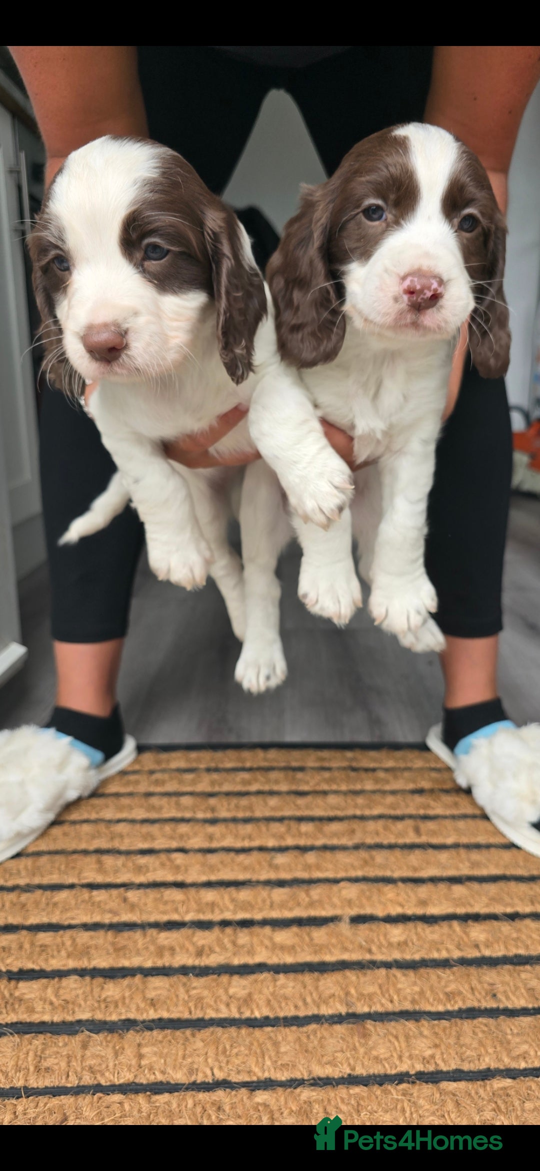 Cocker Spaniel dogs for sale: Cocker spaniel  - Image 5