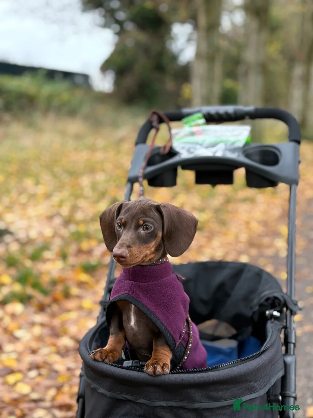 Miniature Dachshund dogs for sale: This is Coco - Advert 1