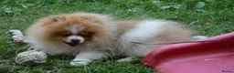 Pomeranian dogs for sale: PACO - Beautiful Pomeranian Boy - Advert 7