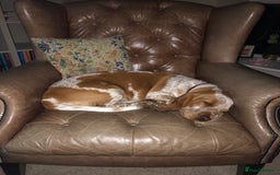 Mixed Breed dogs for sale: Basset x cocker puppies - Image 9
