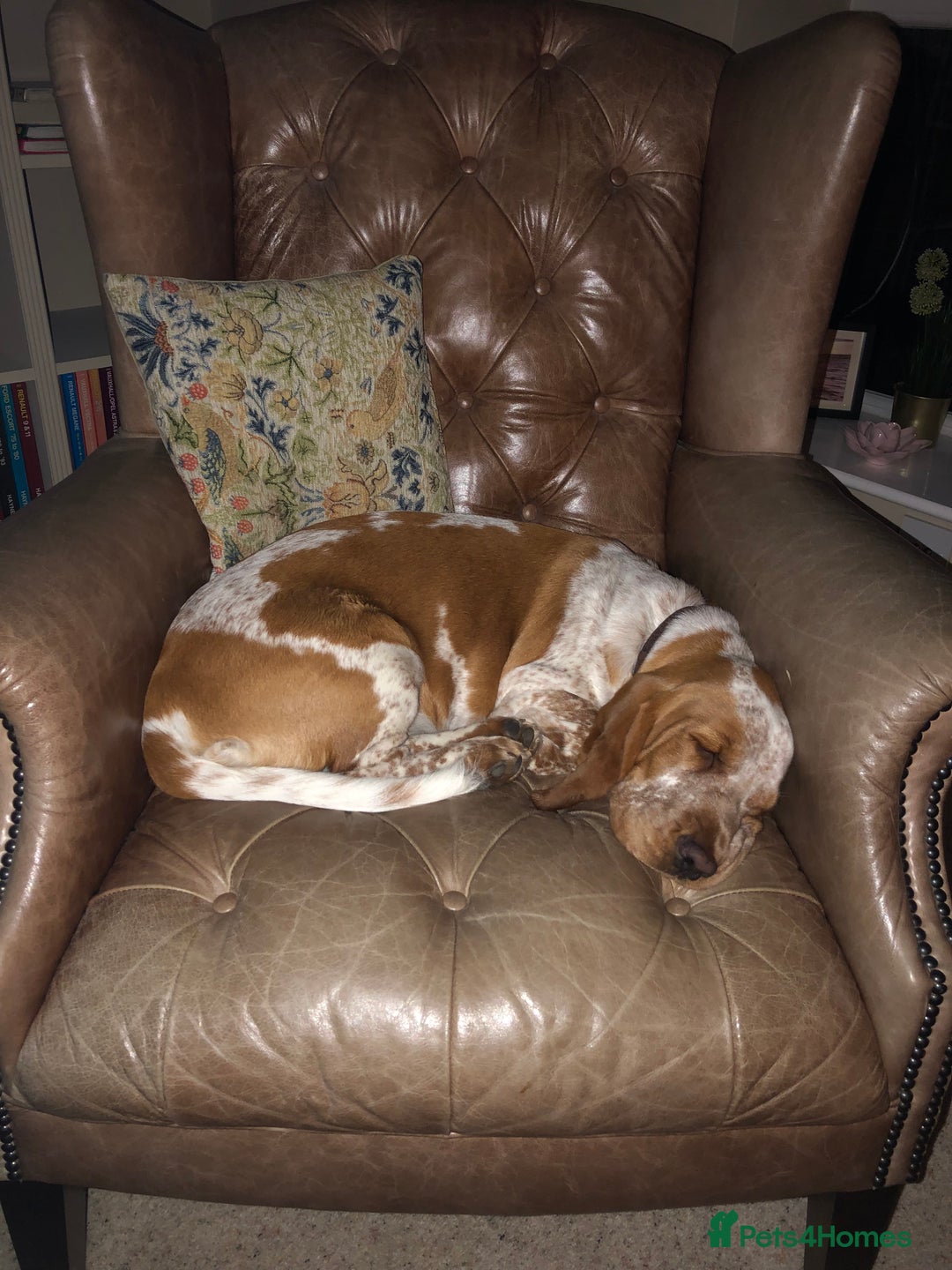 Mixed Breed dogs for sale: Basset x cocker puppies - Image 9