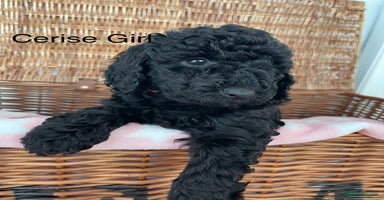 Cockapoo dogs - Advert 3