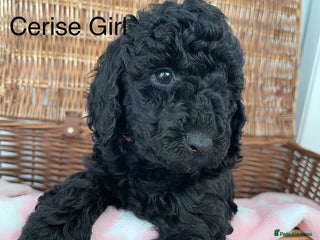 Cockapoo dogs - Advert 6