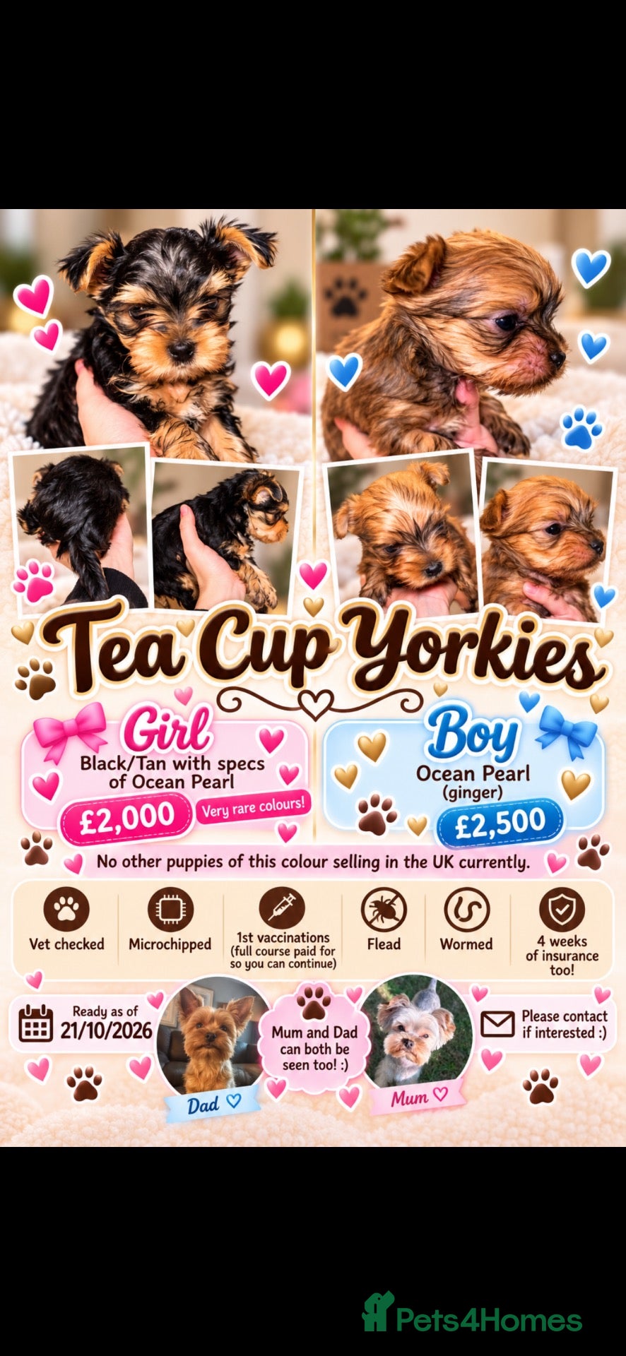 Yorkshire Terrier dogs RARE Ocean Pearl   **  Yorkshire Terries  - Advert 5