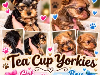 Yorkshire Terrier dogs RARE Ocean Pearl T Cup Yorkshire Terries - Advert 3